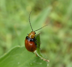 Bicolorizea pectoralis