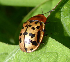 Conchyloctenia punctata