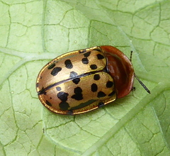 Conchyloctenia punctata