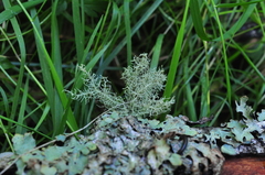 Usnea glabrata