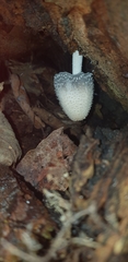 Coprinopsis mitrispora