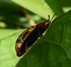 Conchyloctenia punctata