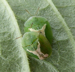 Cassida dorsovittata