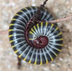 Rhinocricidae