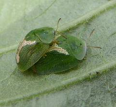 Cassida dorsovittata