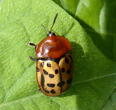 Conchyloctenia punctata