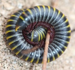 Rhinocricidae