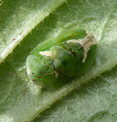 Cassida dorsovittata