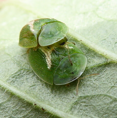 Cassida dorsovittata
