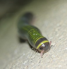 Rhinocricidae