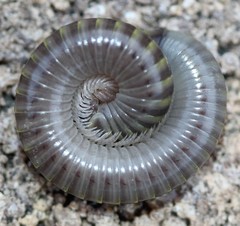 Rhinocricidae