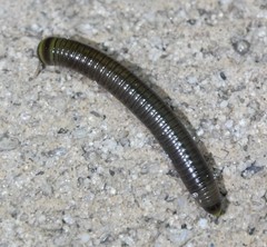 Rhinocricidae