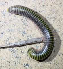 Rhinocricidae
