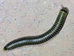 Rhinocricidae