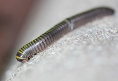 Rhinocricidae