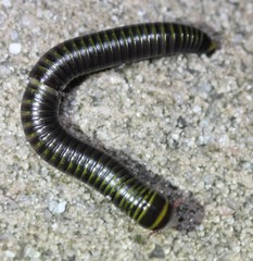 Rhinocricidae