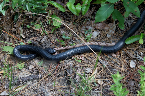 Eastern Indigo Snake