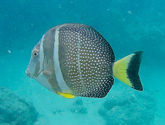 Acanthurus guttatus