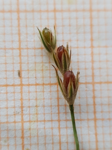 Juncus bufonius