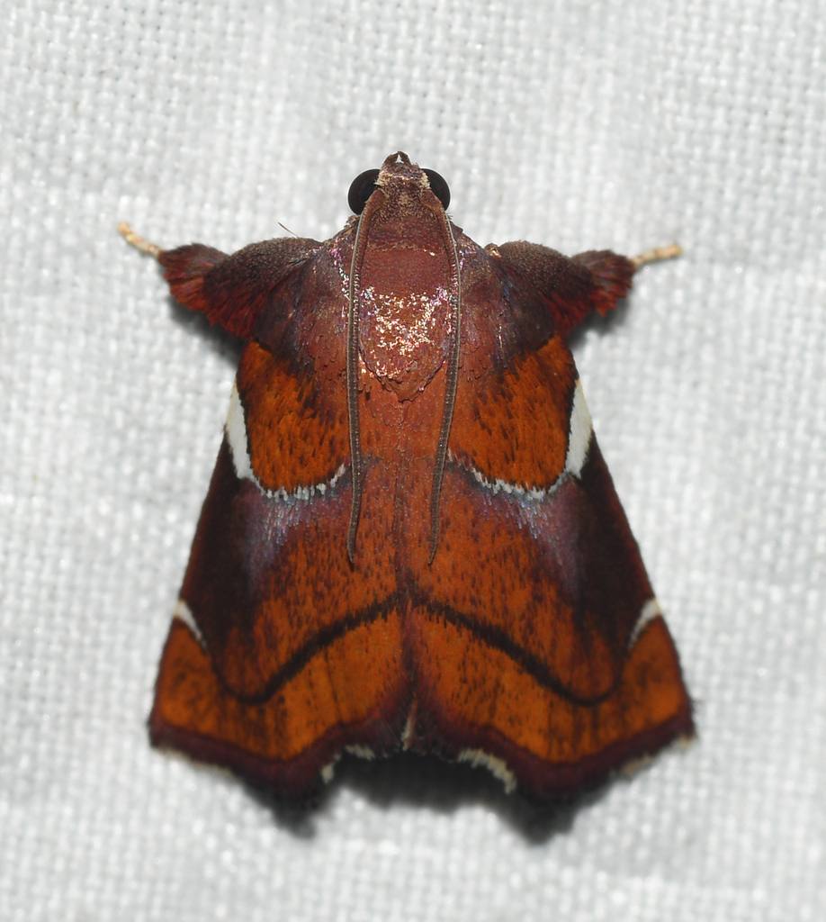 Hypocosmia pyrochroma