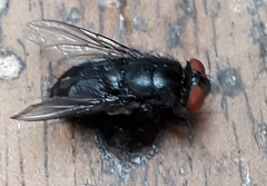 Diptera