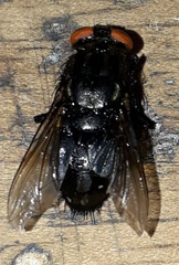 Diptera