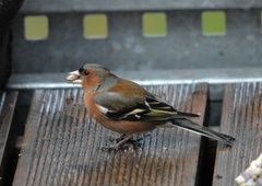 Fringilla coelebs