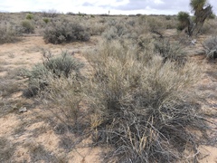 Psorothamnus scoparius