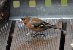 Fringilla coelebs