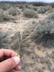 Psorothamnus scoparius