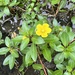 Floating Primrose-Willow - Photo (c) oliviemae, some rights reserved (CC BY-NC), uploaded by oliviemae