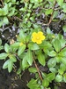 Floating Primrose-Willow - Photo (c) oliviemae, some rights reserved (CC BY-NC), uploaded by oliviemae