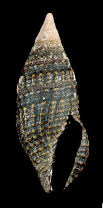 Crassispira cerithina