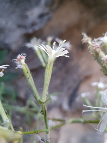 Silene andryalifolia image