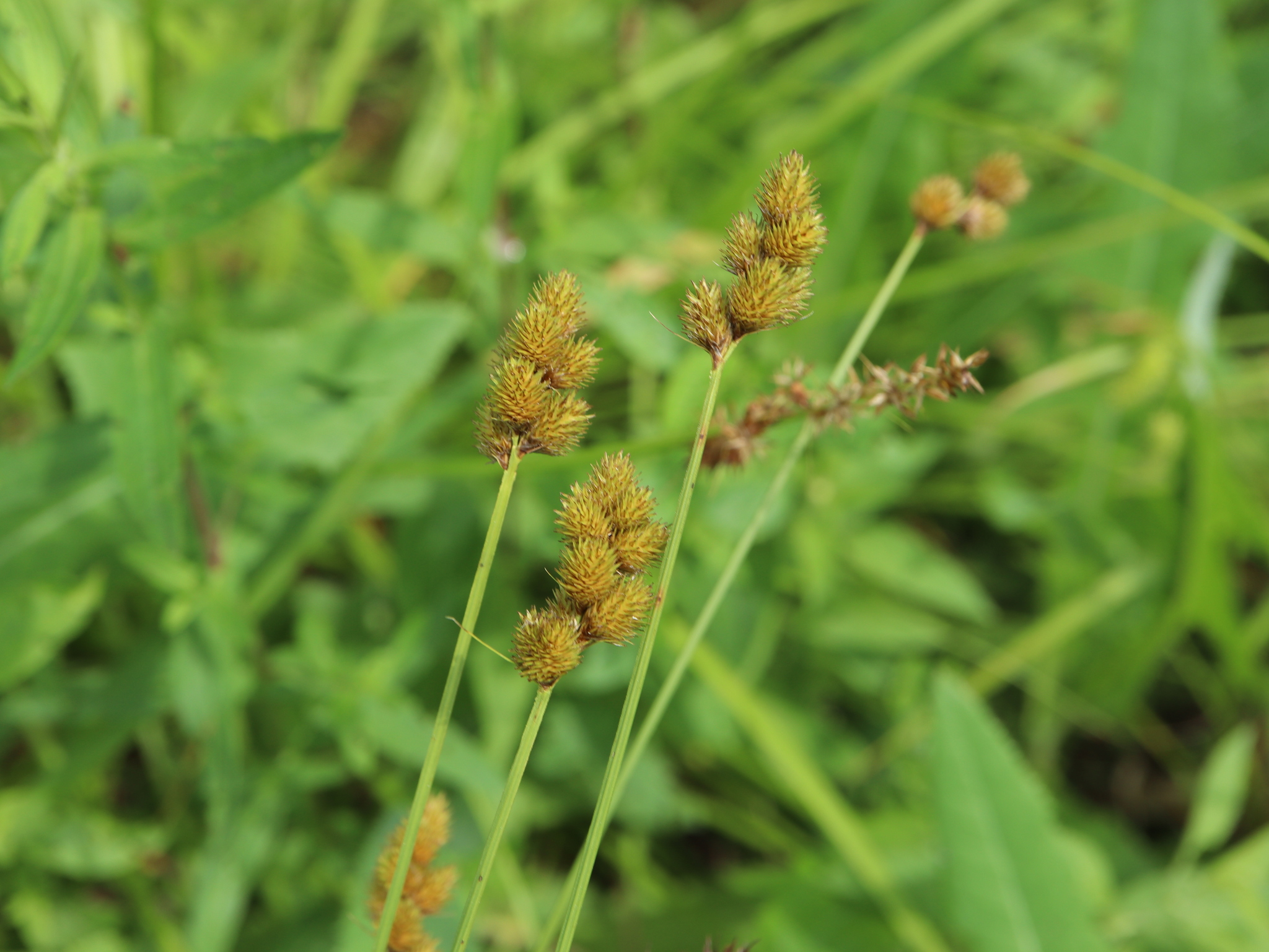 Carex bebbii