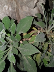 Silene andryalifolia image