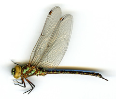 Rhionaeschna cornigera