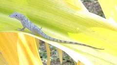 Anolis aeneus