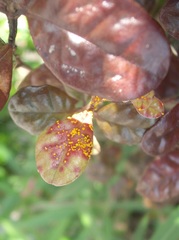 Austropuccinia psidii image