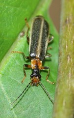 Podabrus brunnicollis