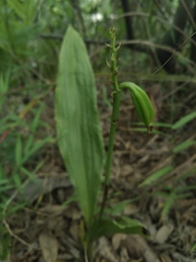 Eulophia cernua