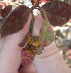 Austropuccinia psidii image