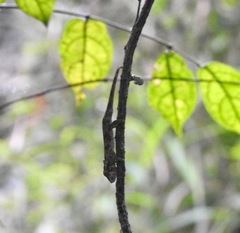 Bradypodion caeruleogula
