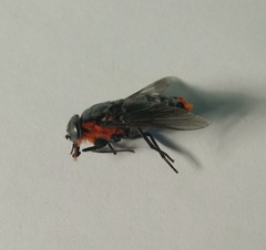 Osca lata