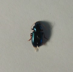 Carabidae