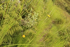 Helichrysum umbraculigerum