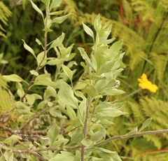 Helichrysum umbraculigerum
