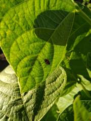 Eriopis chilensis