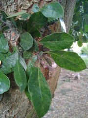Angiospermae