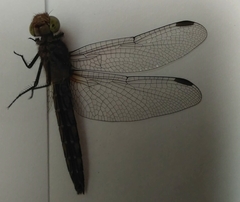 Erythrodiplax connata